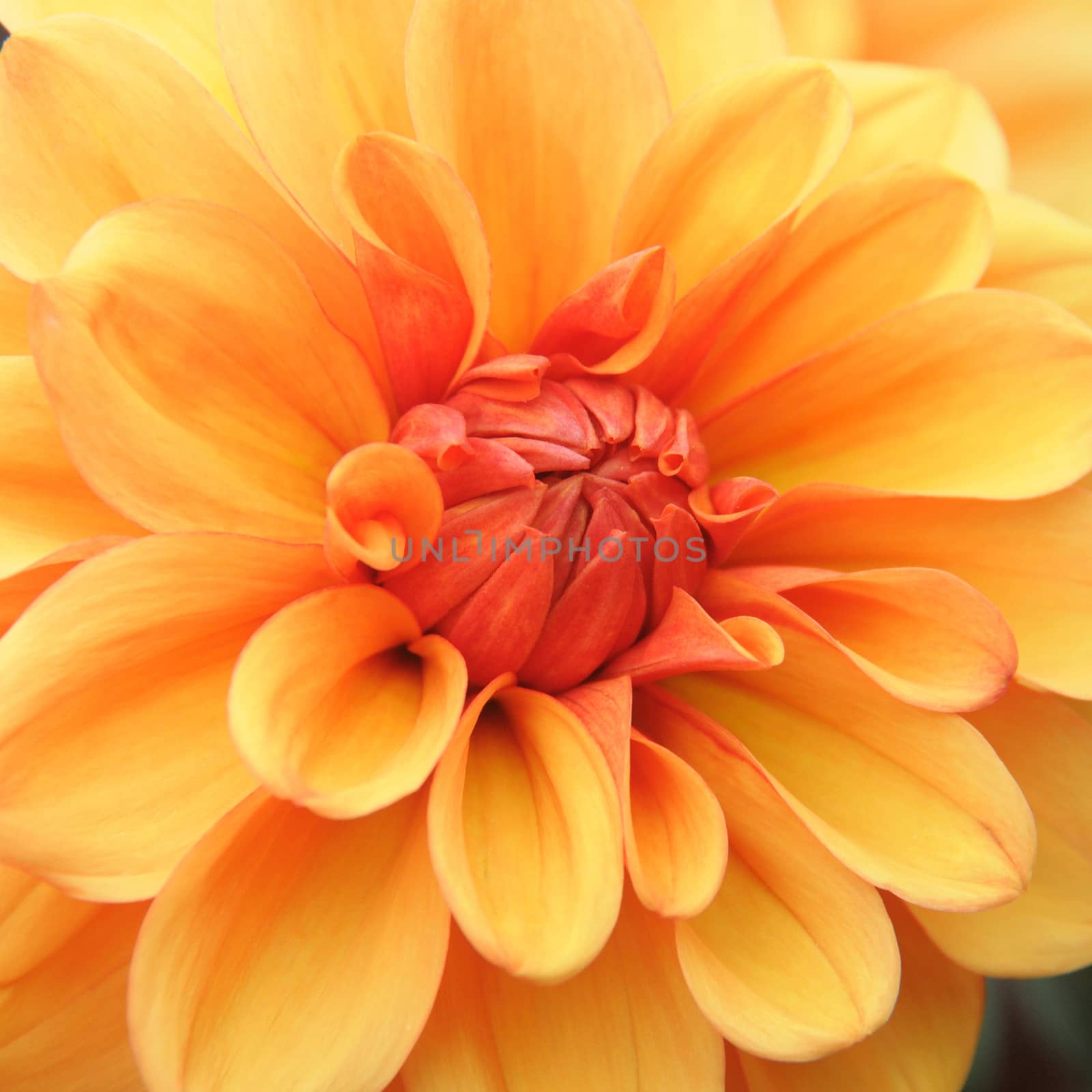 Beautiful and vibrantly colourful Flower Portraits and interesting and unusual gardens.