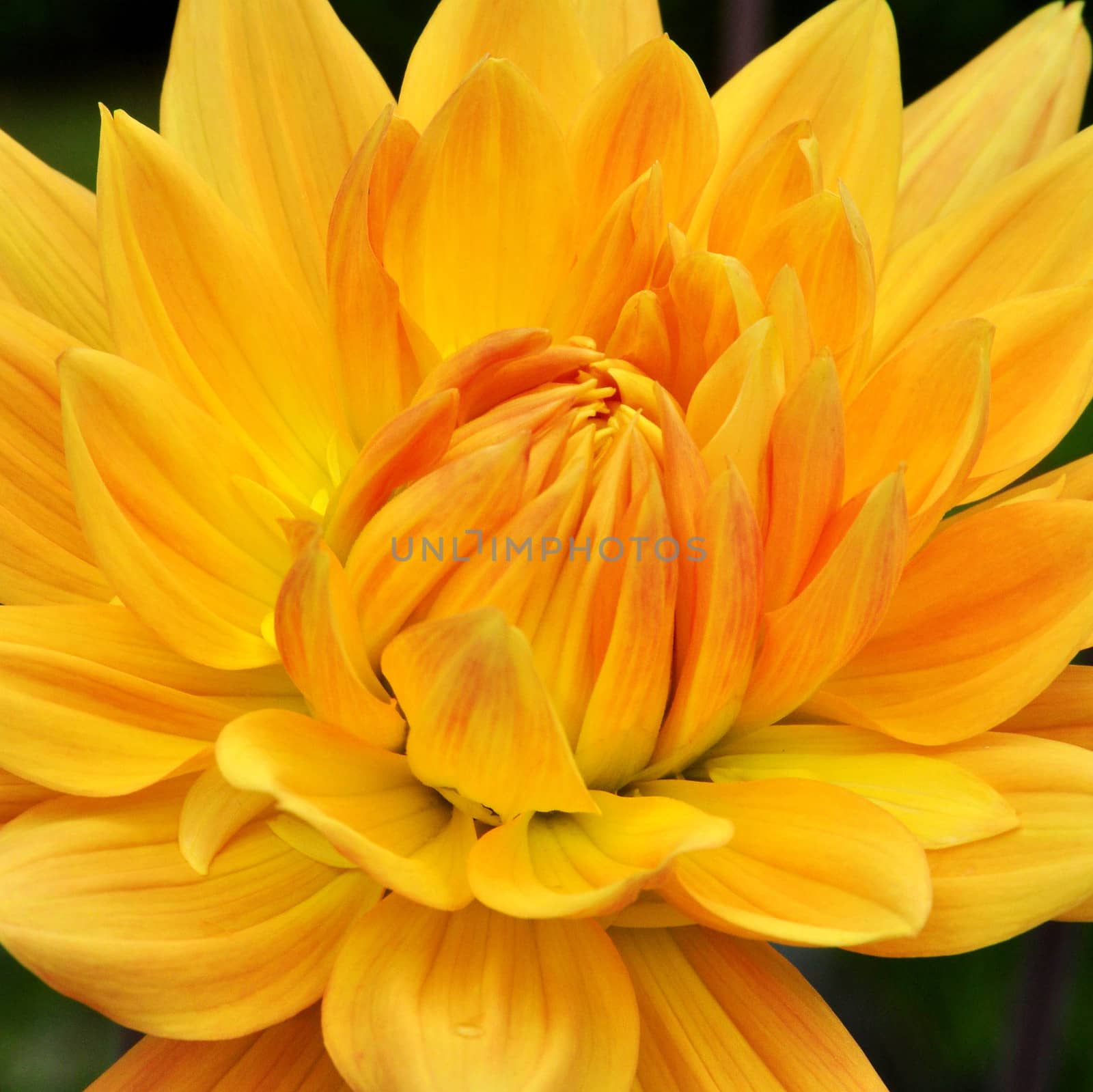 Beautiful and vibrantly colourful Flower Portraits and interesting and unusual gardens.