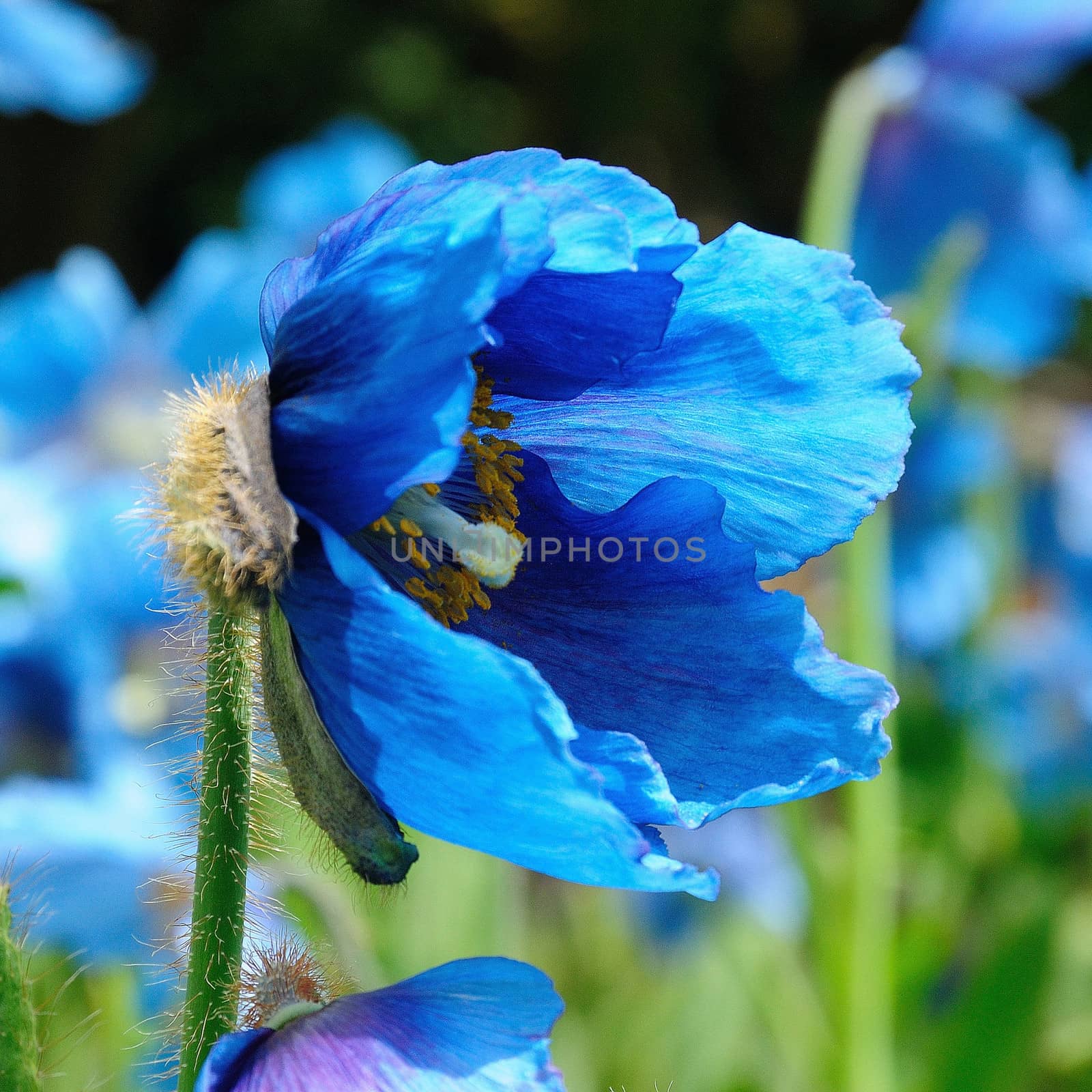 Beautiful and vibrantly colourful Flower Portraits and interesting and unusual gardens.