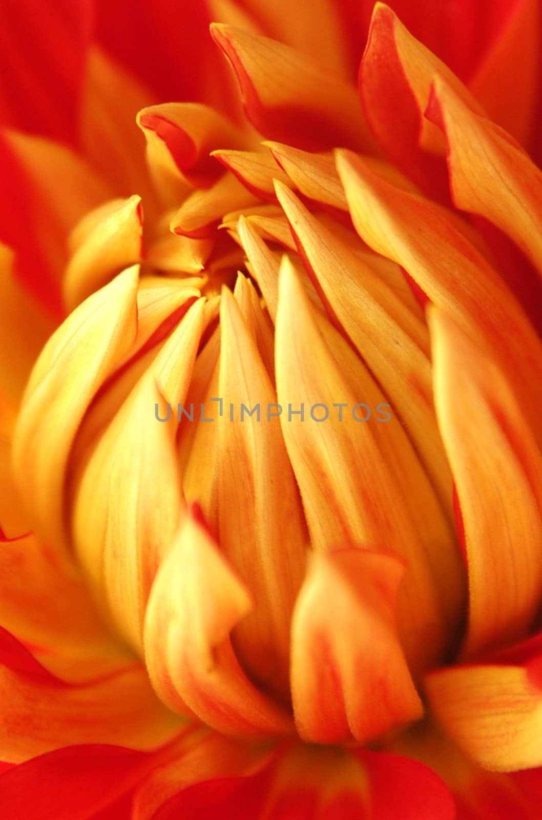 Beautiful and vibrantly colourful Flower Portraits and interesting and unusual gardens.