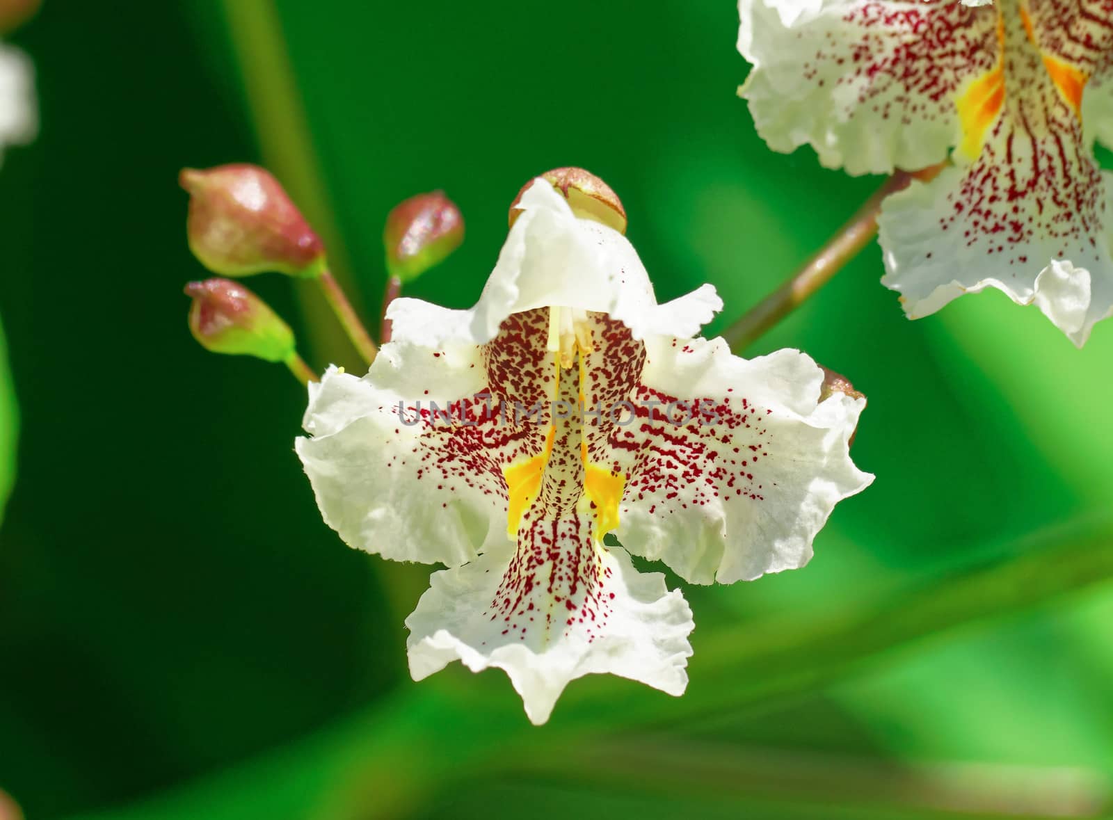 Beautiful and vibrantly colourful Flower Portraits and interesting and unusual gardens.