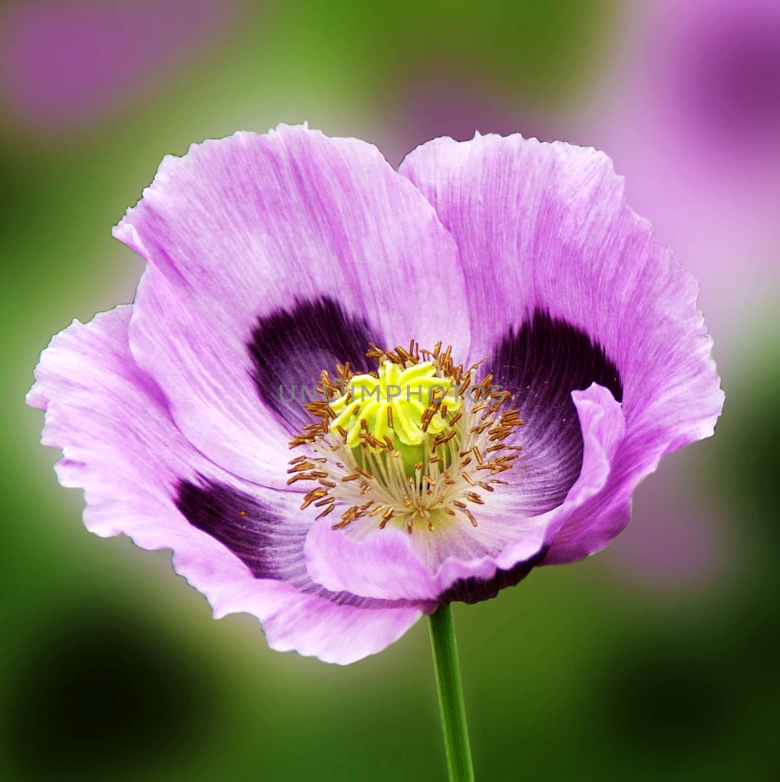 Beautiful and vibrantly colourful Flower Portraits and interesting and unusual gardens.