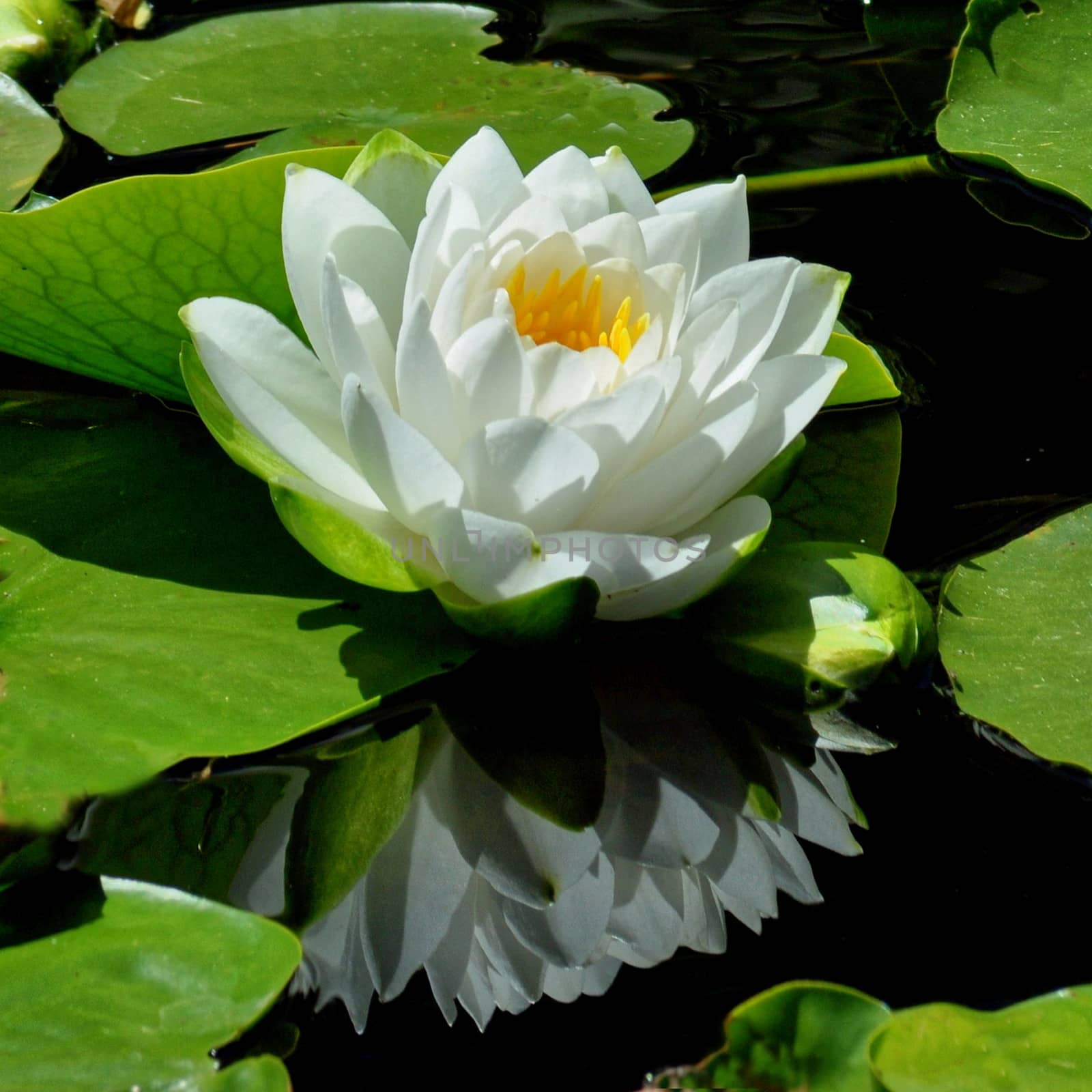 Beautiful and vibrantly colourful Flower Portraits and interesting and unusual gardens.