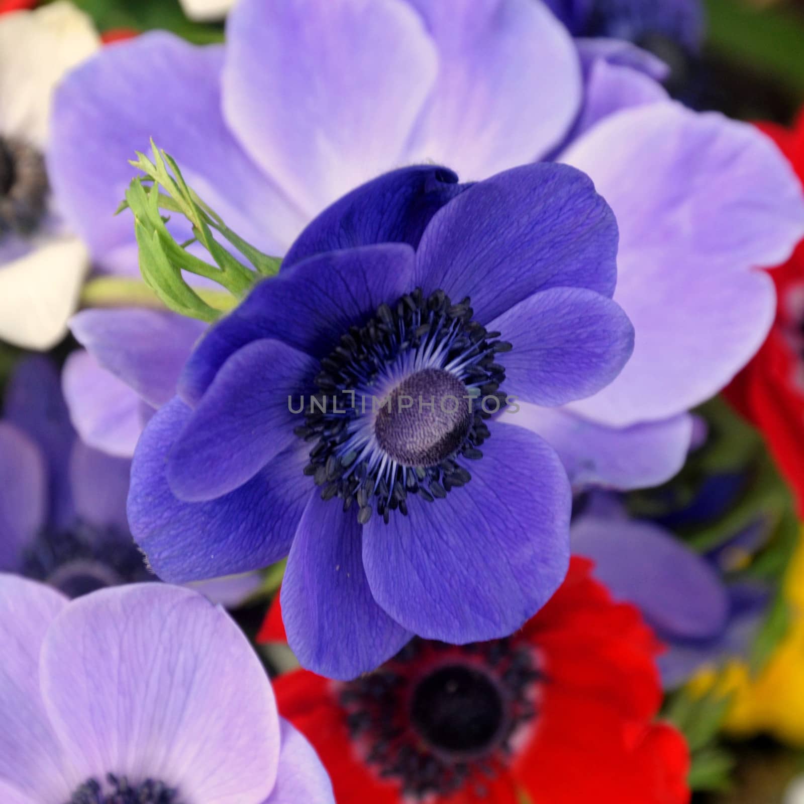 Beautiful and vibrantly colourful Flower Portraits and interesting and unusual gardens.