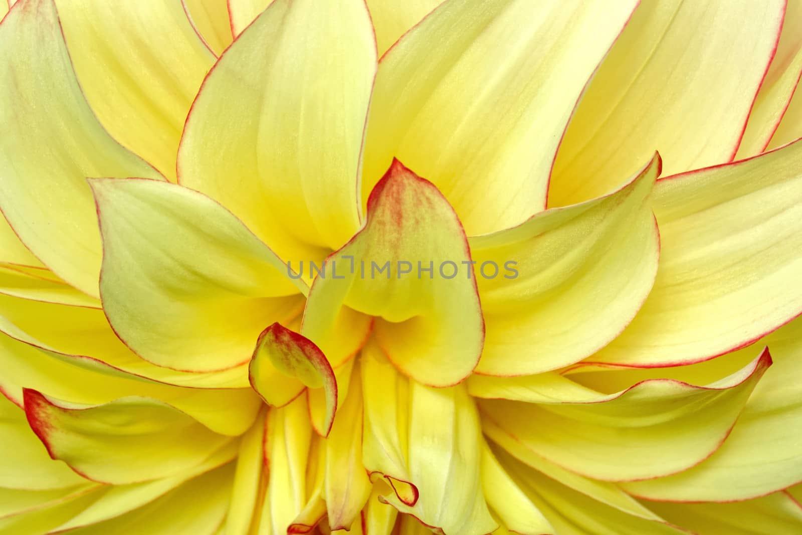 Beautiful and vibrantly colourful Flower Portraits and interesting and unusual gardens.