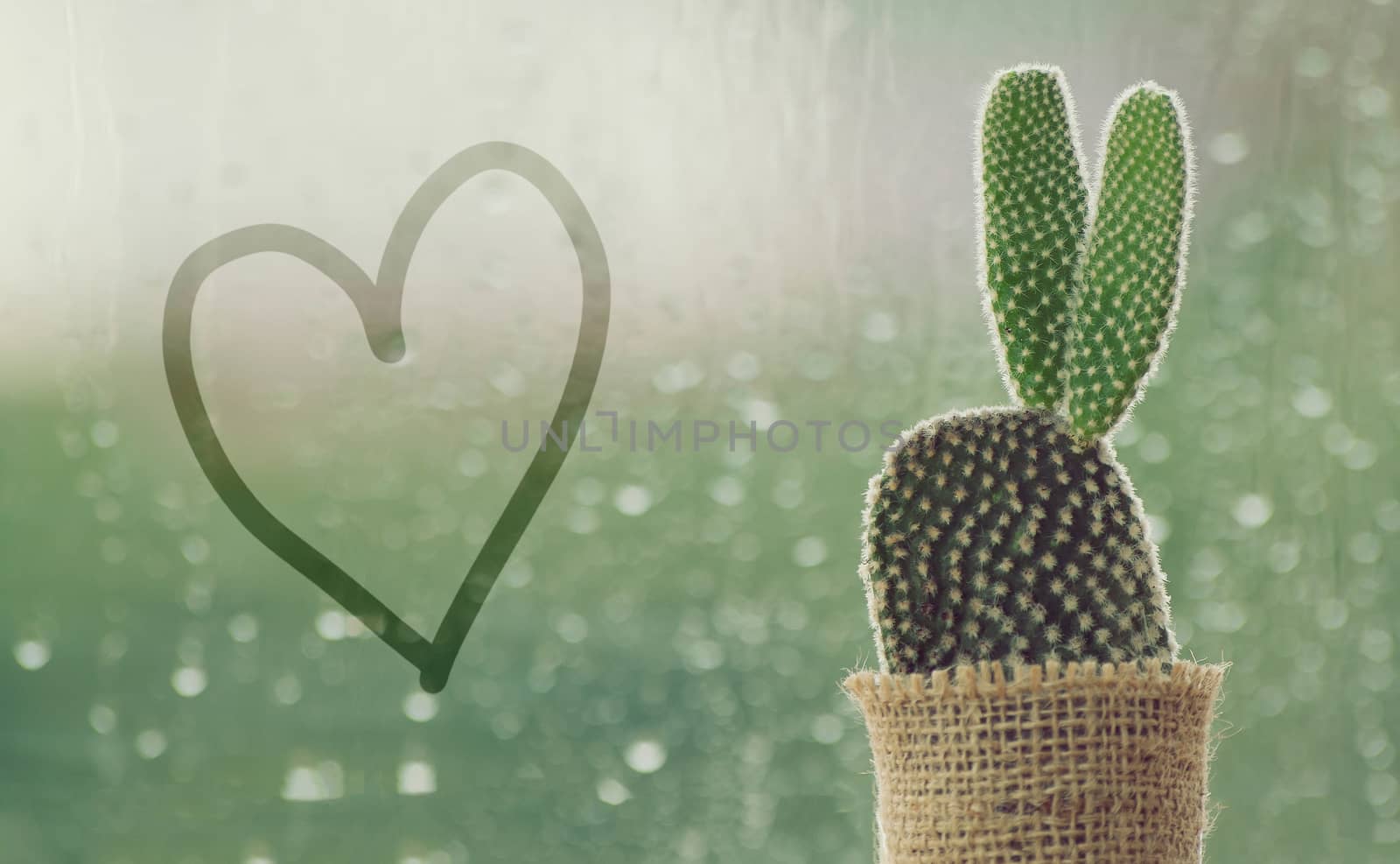 cactus on a rainy day with handwriting heart shape on water drop at window background. drops of rain on window glass background. by asiandelight