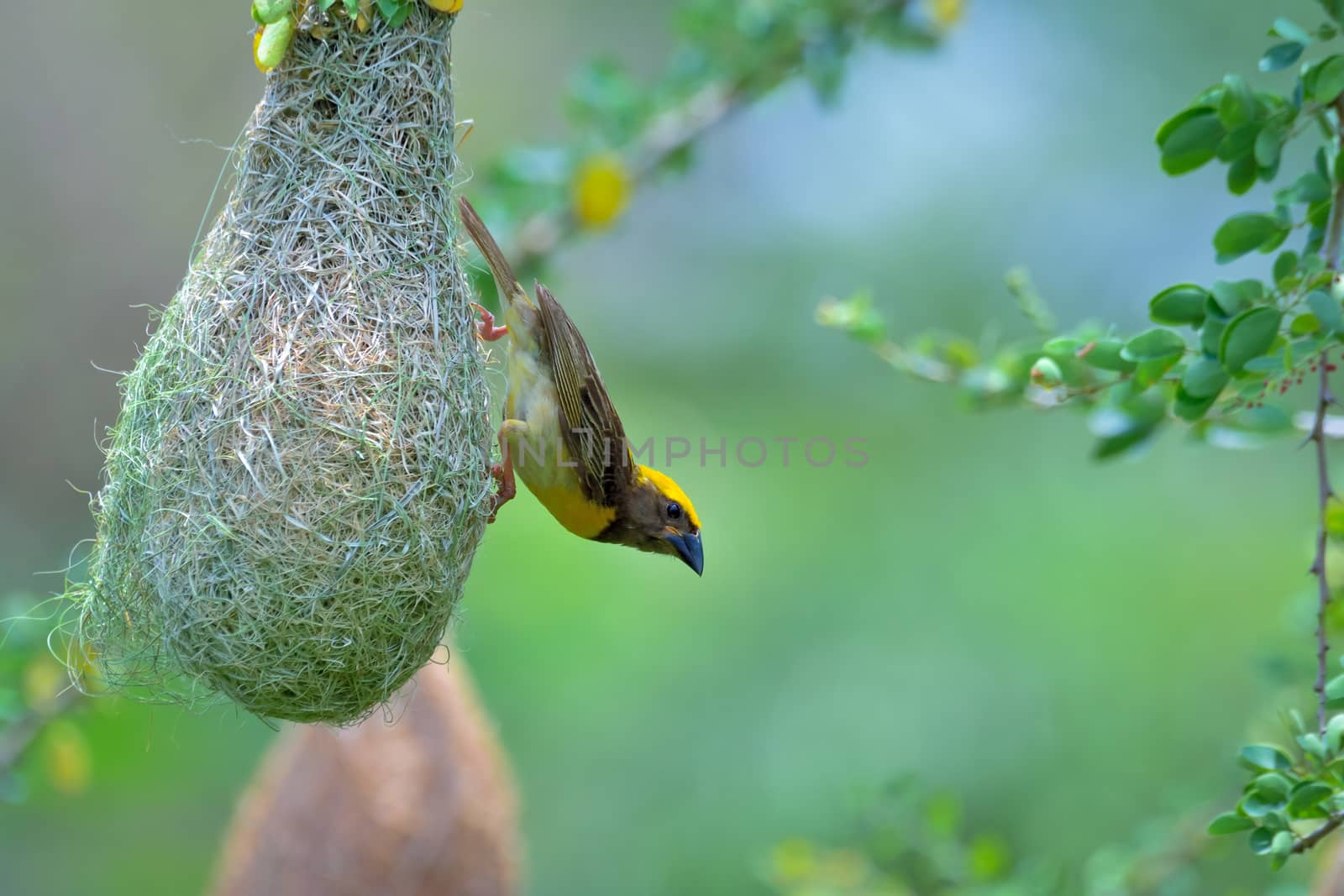 Baya weaver hanging in retort shaped nests woven from leaves by rkbalaji