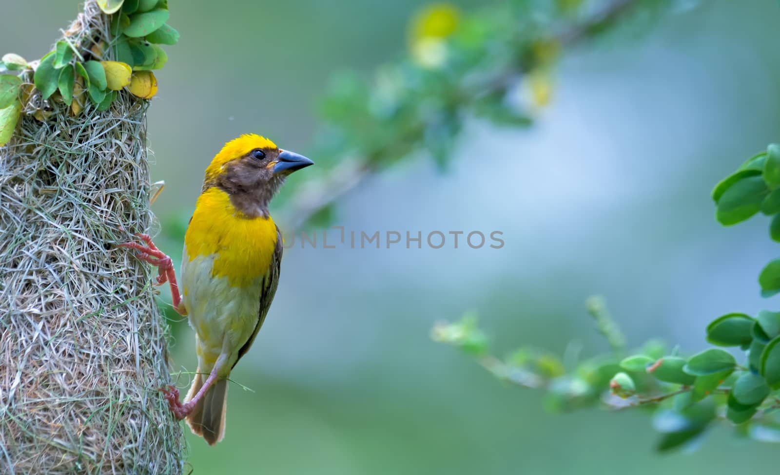 Baya weaver perched in hanging retort shaped nests woven from leaves by rkbalaji