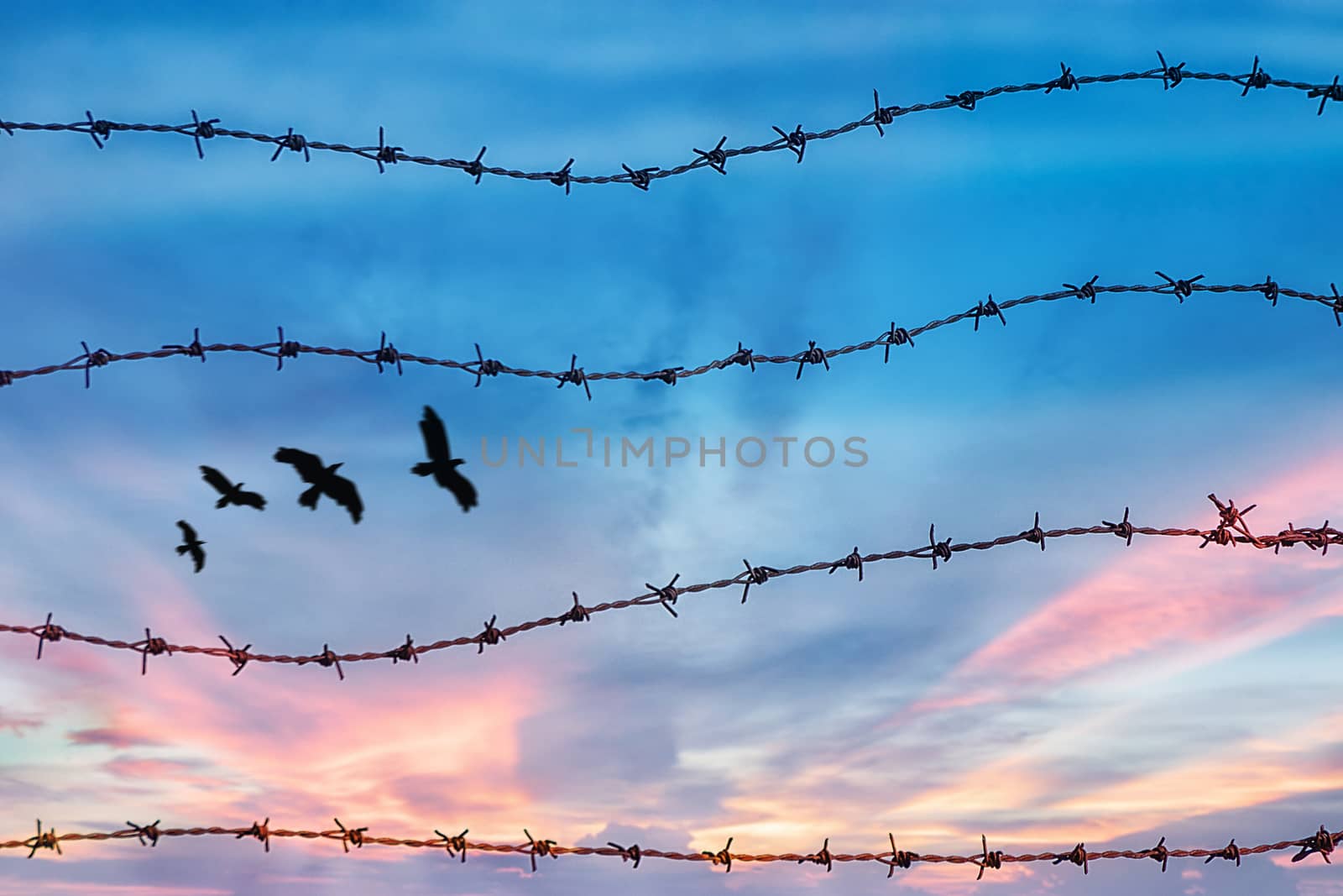 freedom and human rights concept. silhouette of free bird flying in the sky behind barbed wire with sunset background