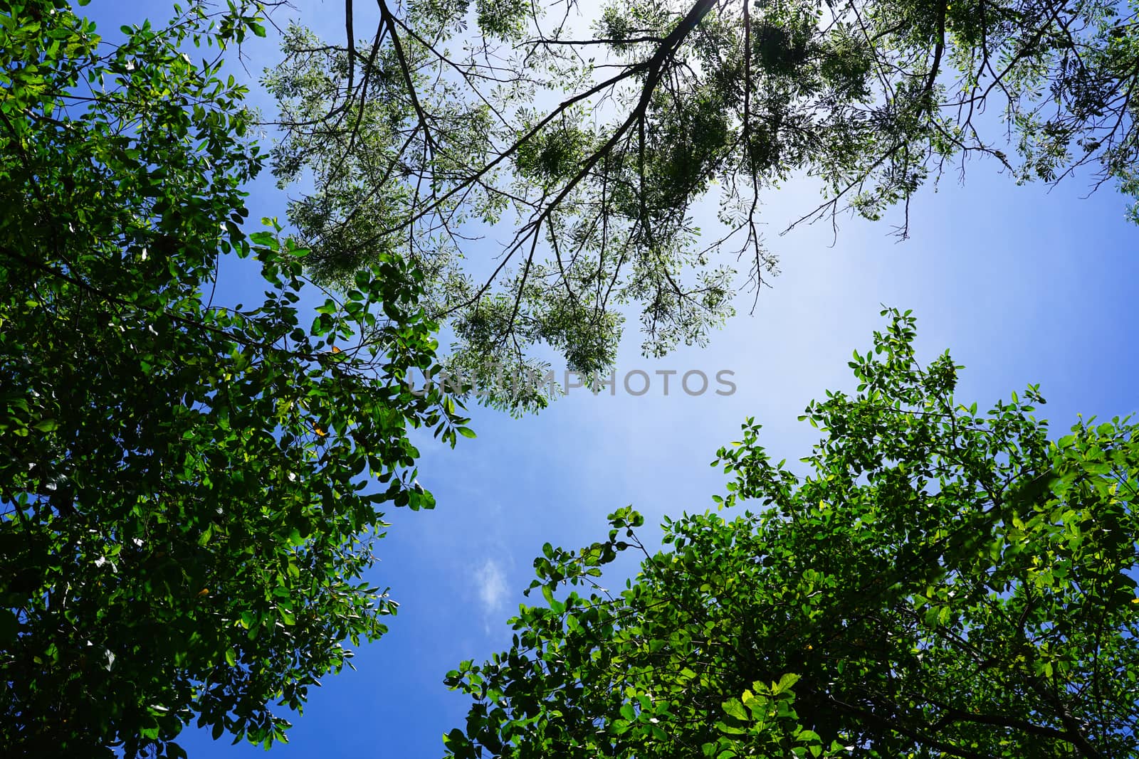 Nature green leaves with sunlight on blue sky background by louisnina