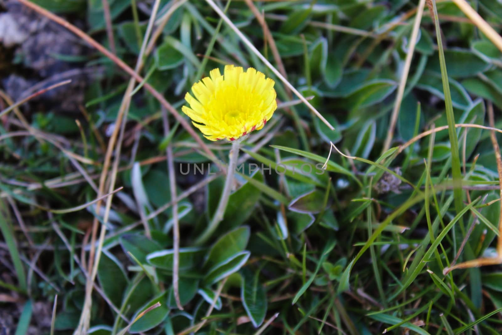Cat's Ear Dandelion, perennial weed. On the mountain Bjelasnica, Bosnia and Herzegovina.