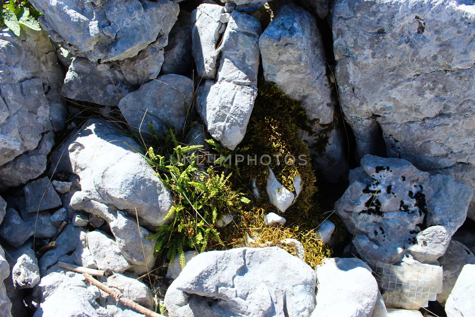 Grass and moss between the stones. Bjelasnica Mountain, Bosnia and Herzegovina.