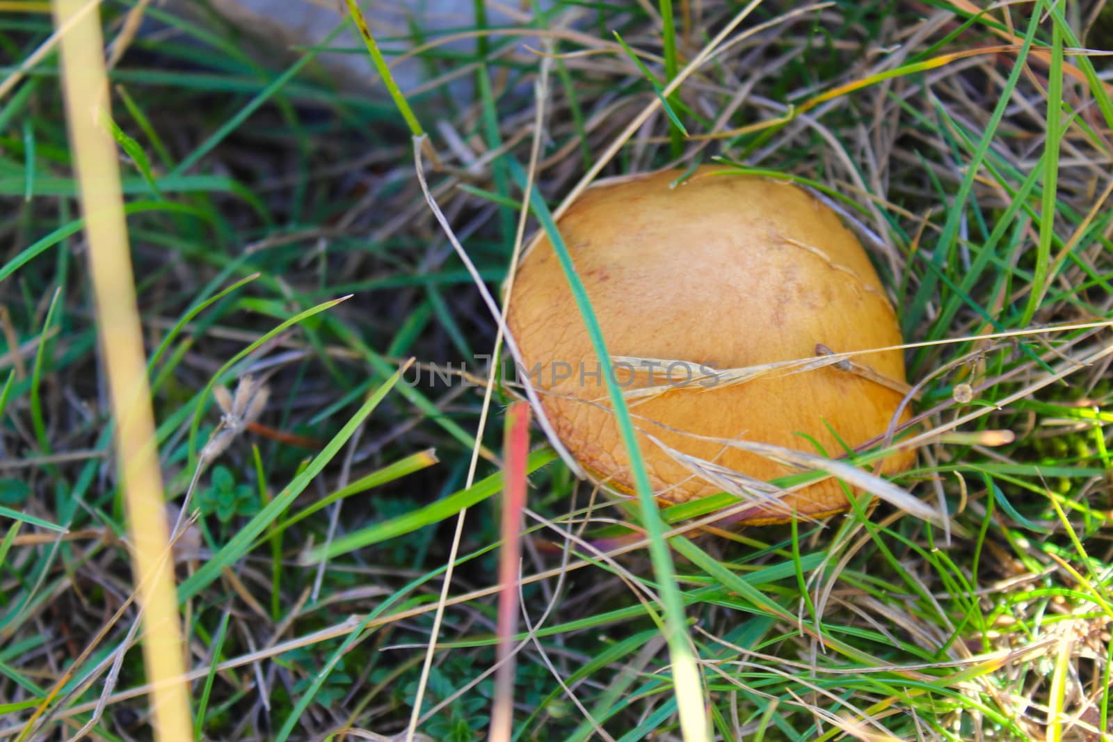 A brown mushroom that grows with grass in the grass. by mahirrov
