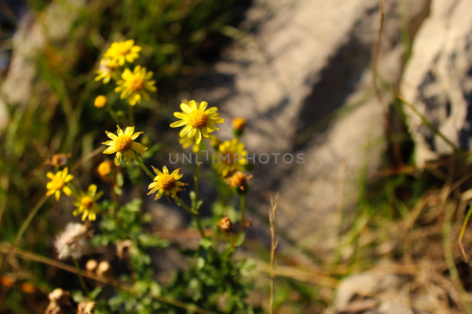 Beautiful yellow flowers on Mount Bjelasnica from the Asteraceae family. On the mountain Bjelasnica, Bosnia and Herzegovina.