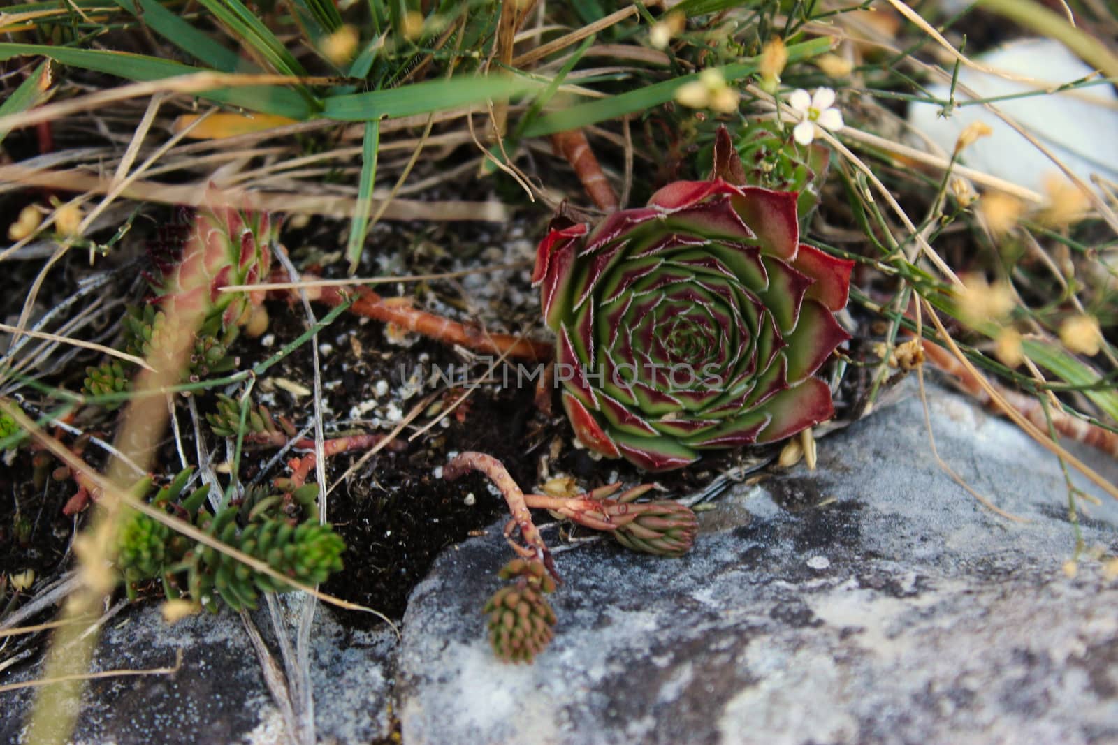 Sempervivum on stone. Mountain plants. On the mountain Bjelasnica, Bosnia and Herzegovina.