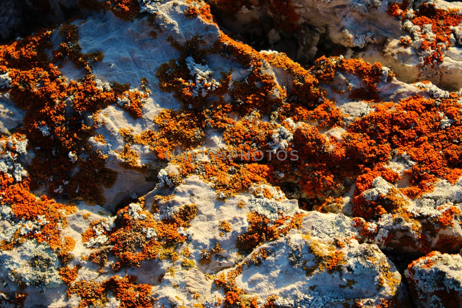 Many colonies of orange lichens on the stone. Like gold on a stone. On the mountain Bjelasnica, Bosnia and Herzegovina.