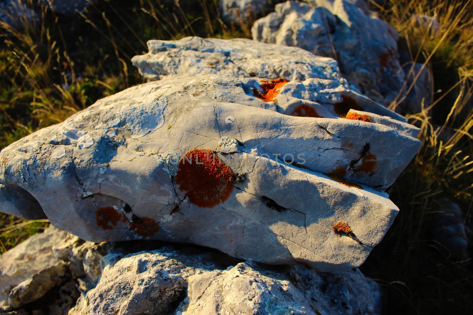 A colony of orange spots on a rock. Like gold on a stone. On the mountain Bjelasnica, Bosnia and Herzegovina.