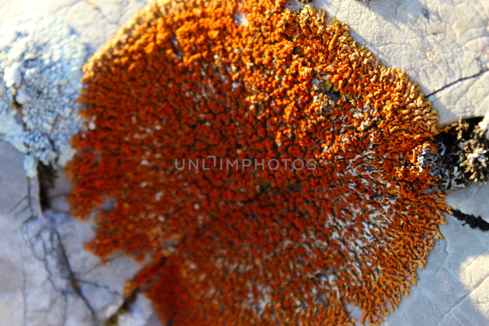 A colony of orange lichens on a rock. by mahirrov