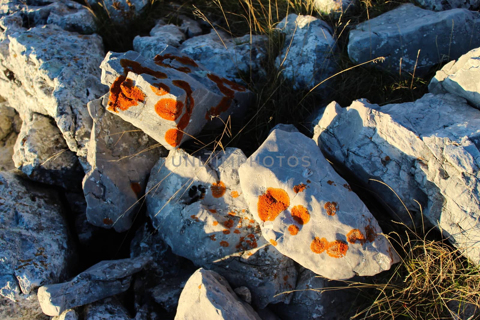 Colonies of orange lichen on rocks. On the mountain Bjelasnica, Bosnia and Herzegovina.
