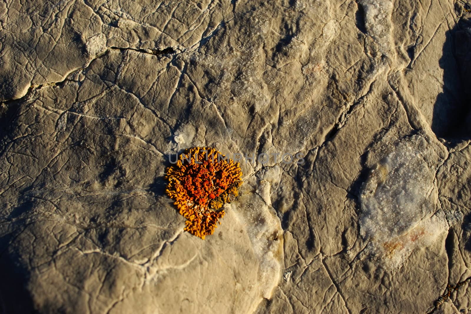 Stone background with one small colony of orange lichen. by mahirrov