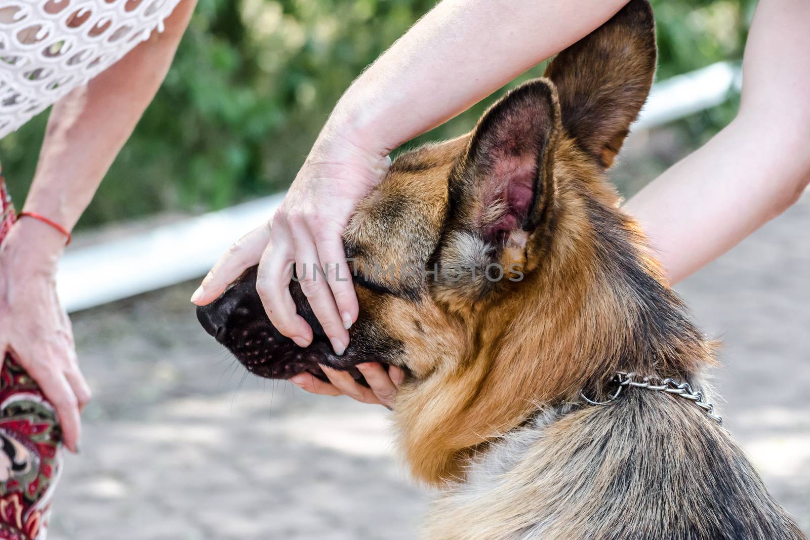 dog show handler shows teeth of a German shepherd to an expert
