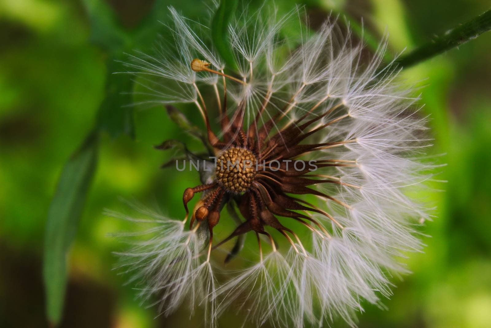 Taraxacum. Close up macro of dandelion seeds. by mahirrov