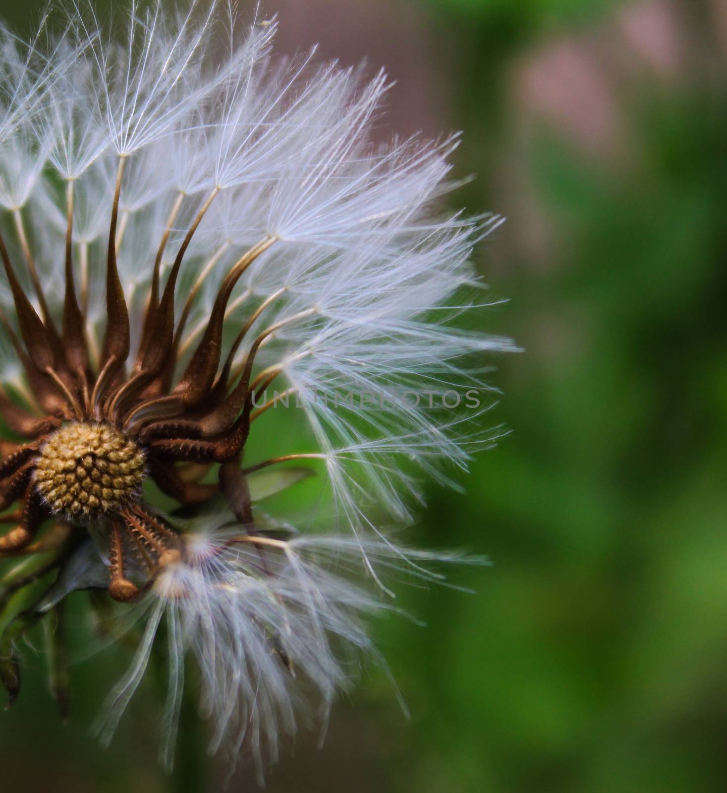 Close up dandelion plant on green. Seed head without some seeds. by mahirrov
