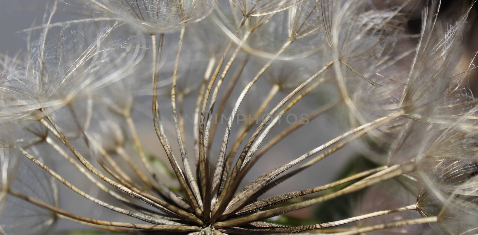 Banner of close up macro of dandelion seed head. by mahirrov