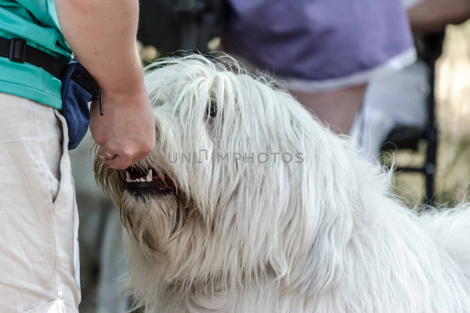 Dainty promotion of a large white big shaggy South Russian Shepherd Dog