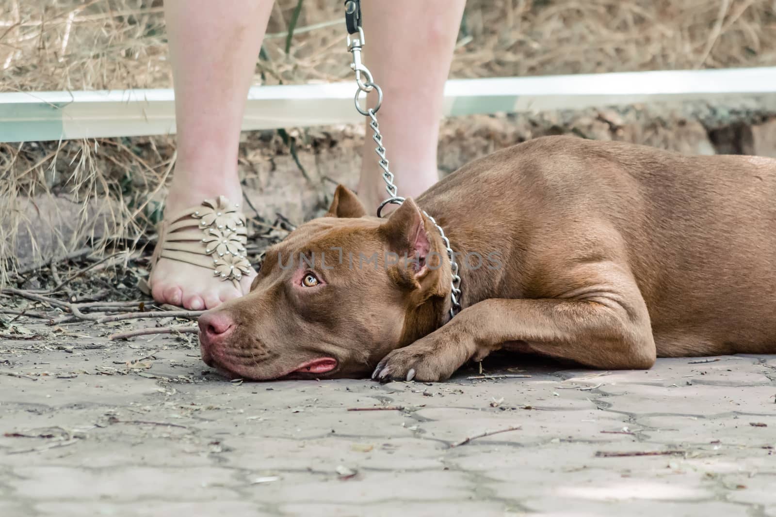 red pit bull lies and waits on sidewalk at the feet of his mistress
