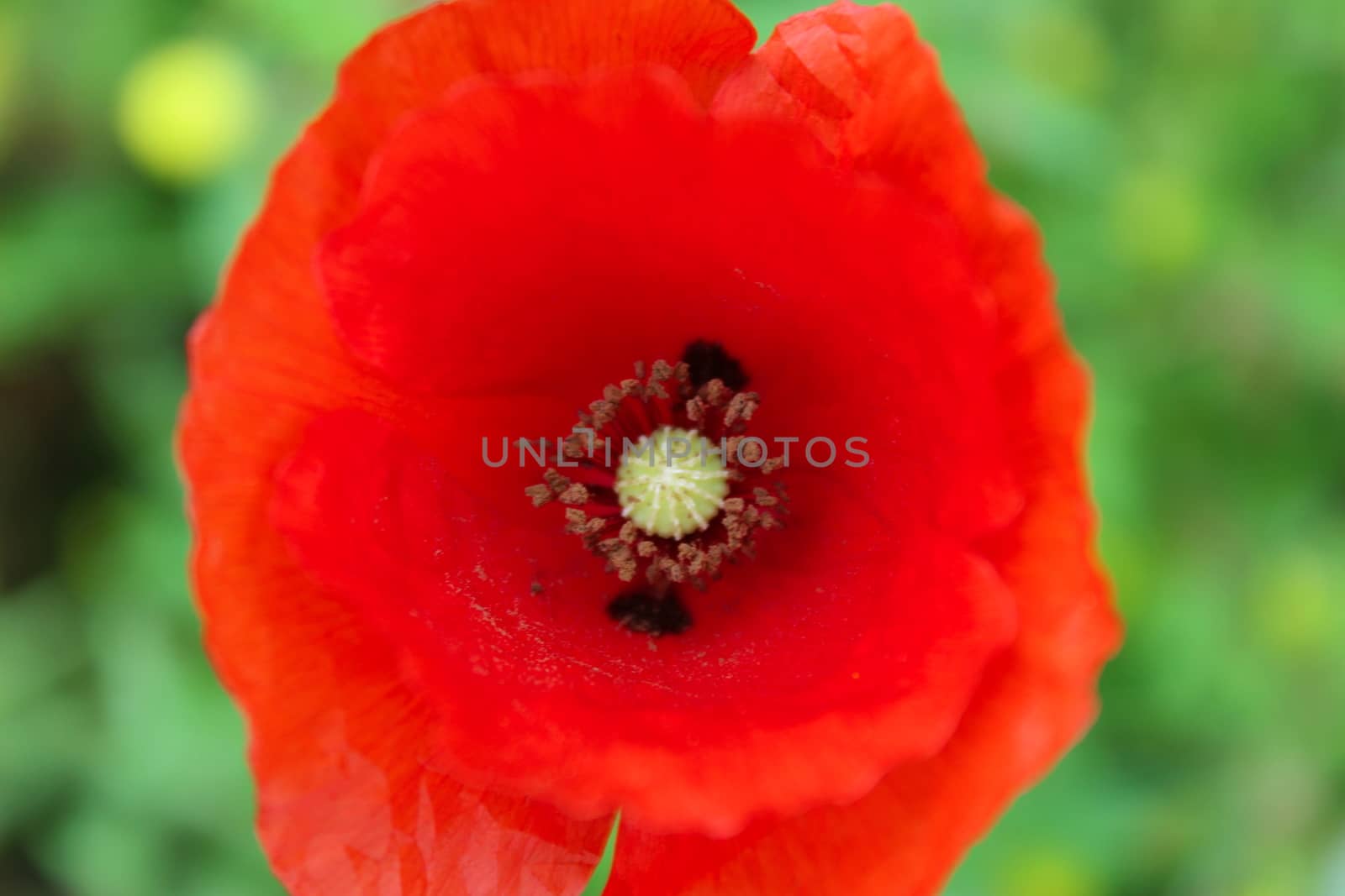 Close up of a red poppy flower on a green background. by mahirrov