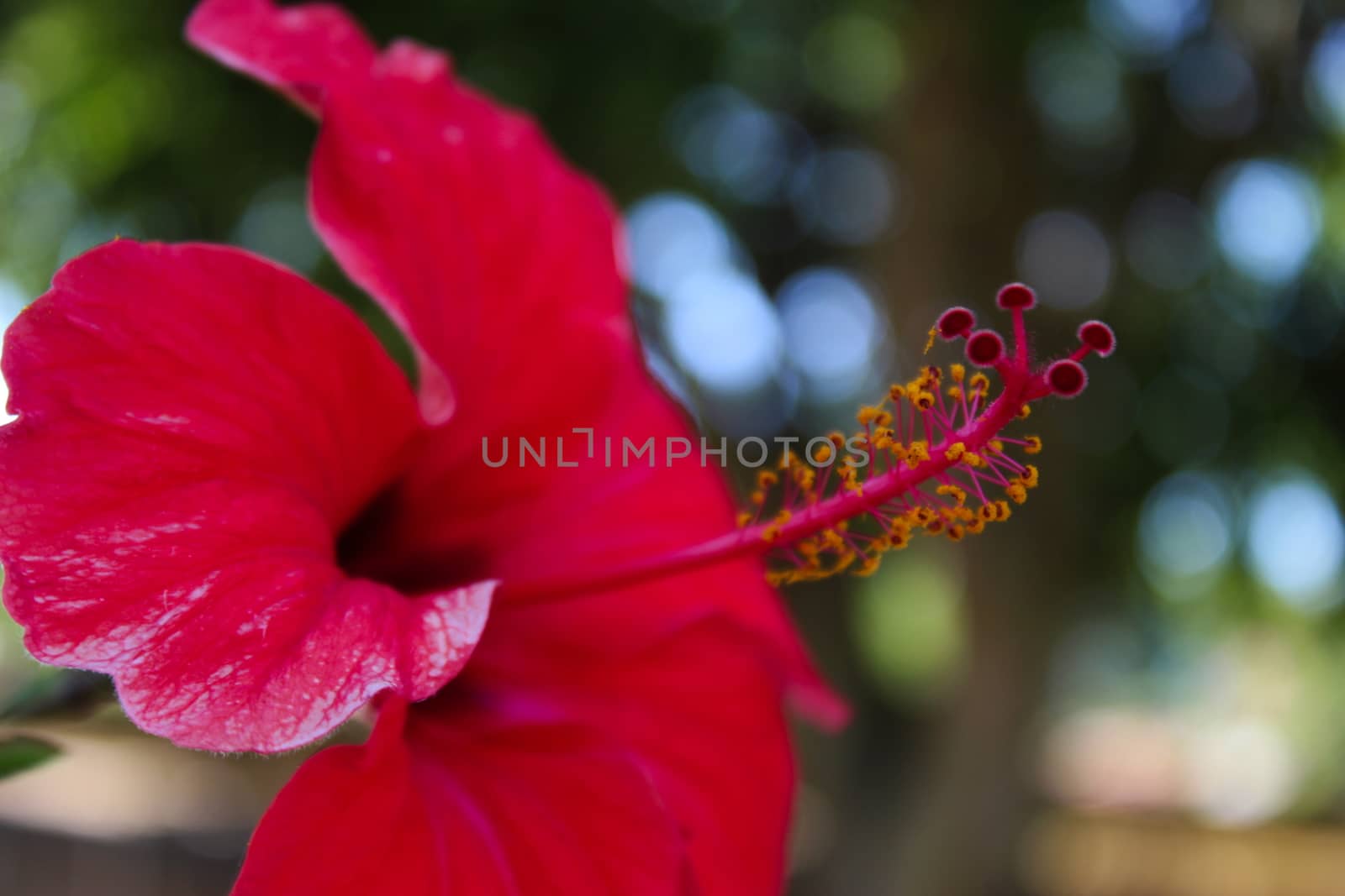 Details of pistils and anthers. Close up of a red hibiscus flower, with details of anthers and pistils. by mahirrov