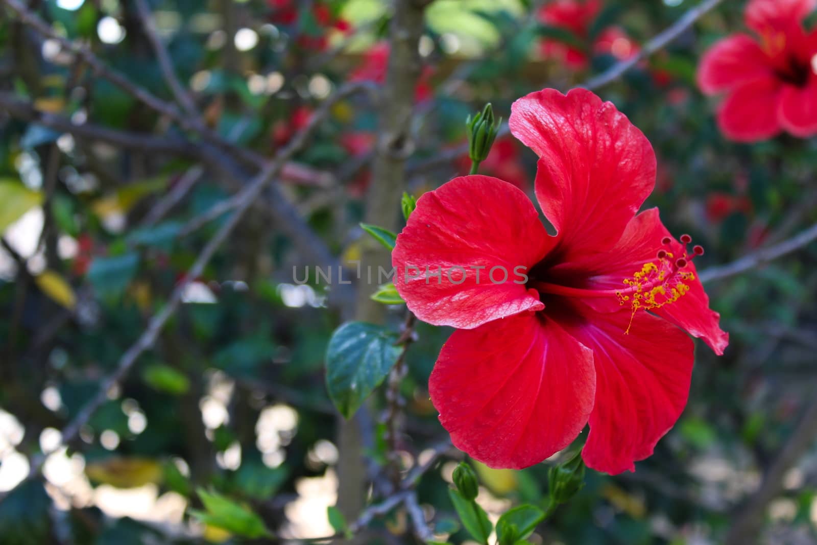 Beautiful hibiscus flower with details and green background. Hibiscus rosa-Sinensis, Chinese hibiscus, China rose, Hawaiian hibiscus, rose mallow, shoeblack plant. Beja, Portugal.