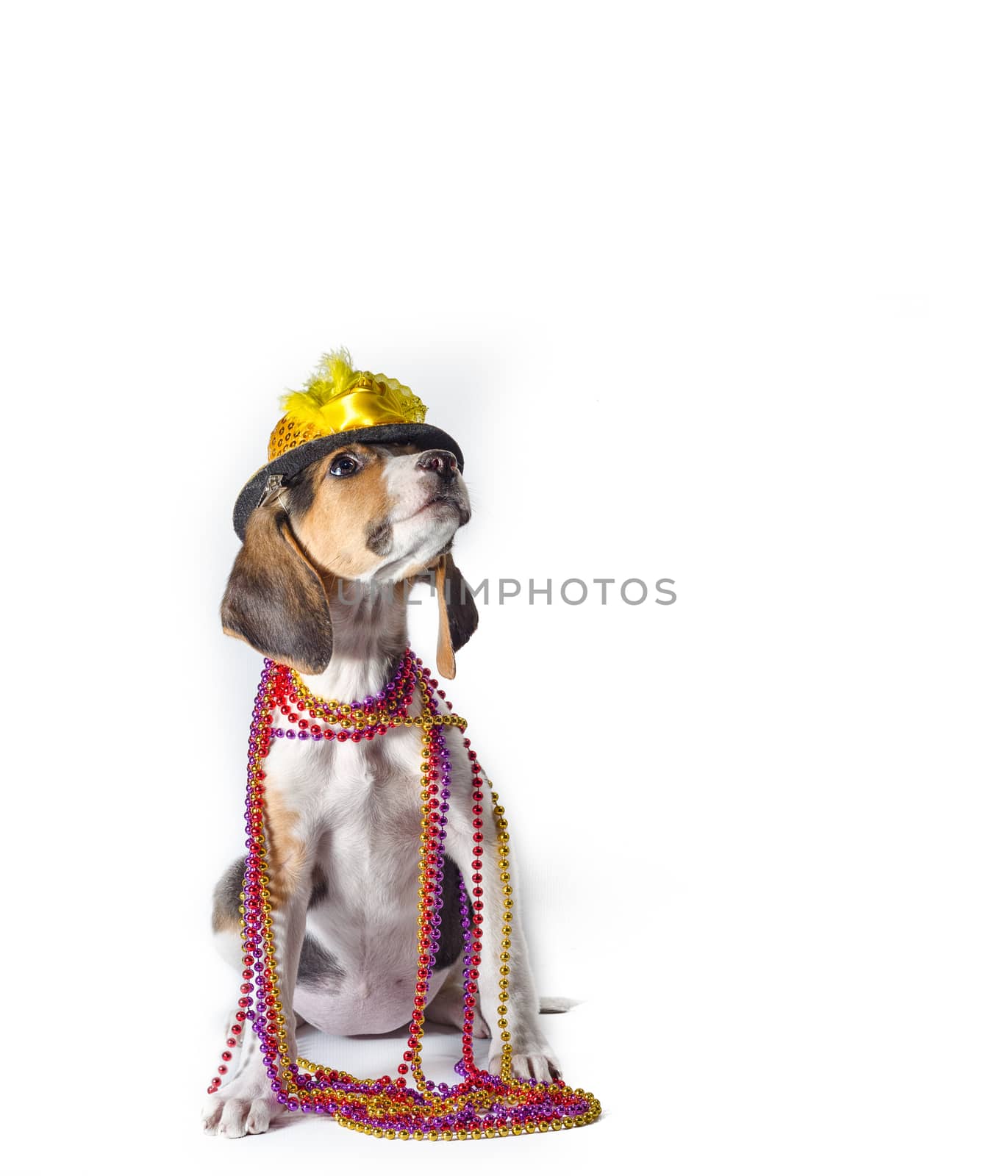 mardi gras puppy with long ears in multi-colored beads and carnival hat sitting on white background
