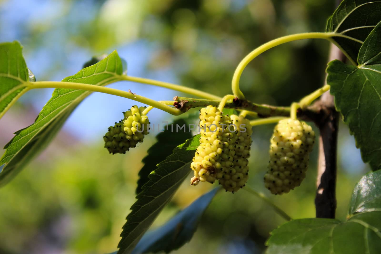 Close up of an immature white mulberry in the sun. Morus alba as white mulberry. Beja, Portugal.