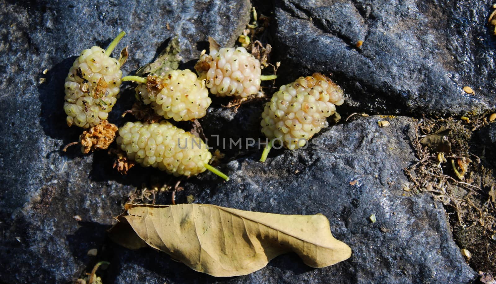 White mulberry fruits. Morus alba, white mulberry. by mahirrov