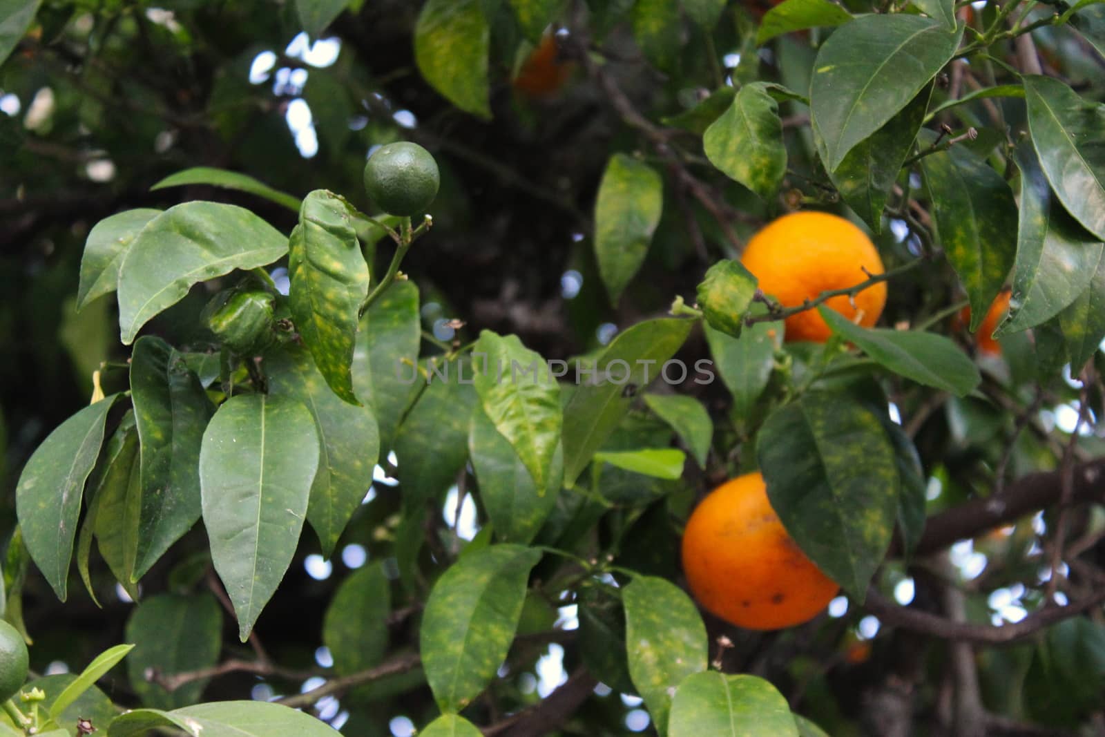 Green mandarins with ripe orange mandarins in the background on a branch. In the city of Beja, Portugal. by mahirrov