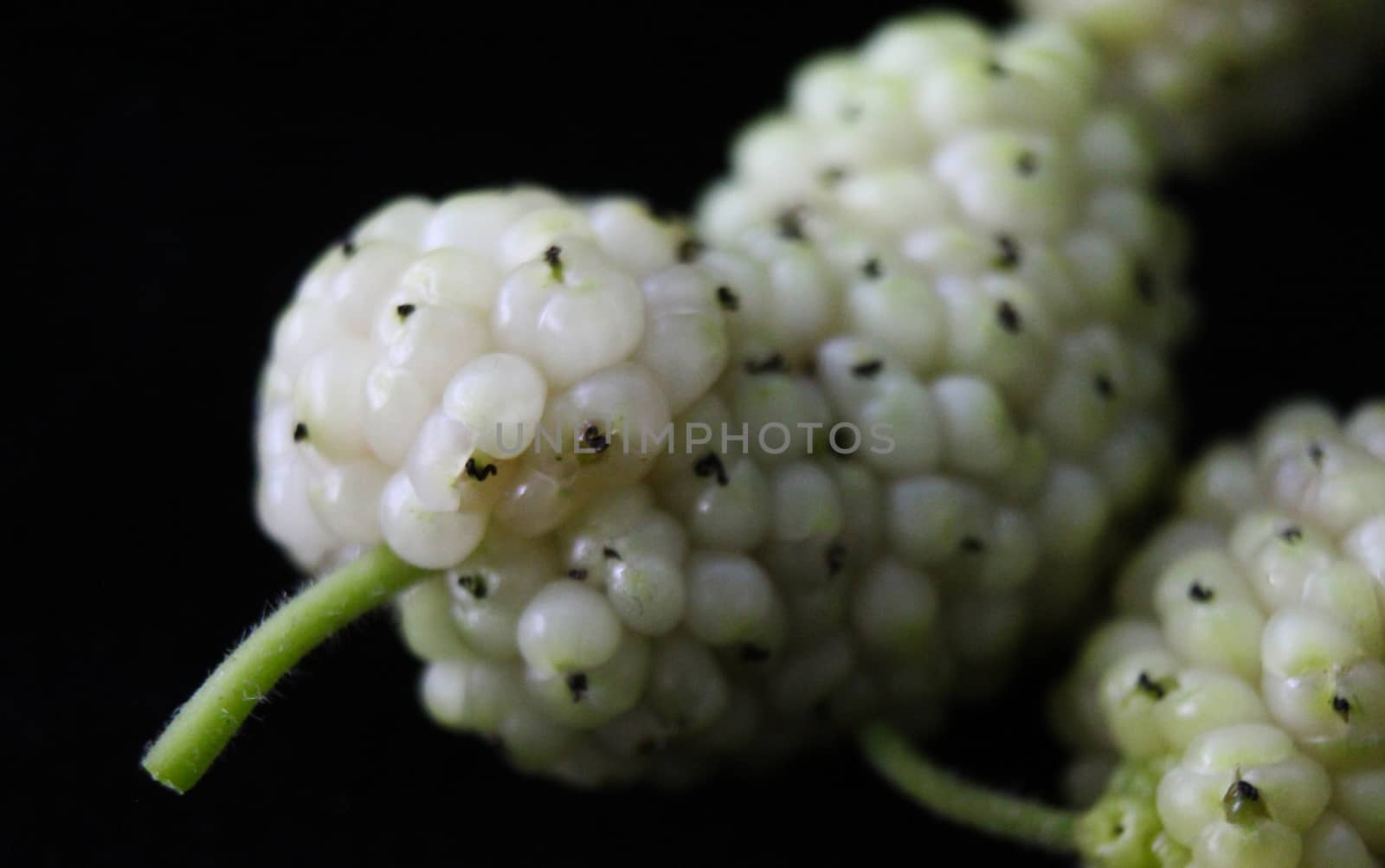 Morus alba, white mulberry. On a black background. by mahirrov