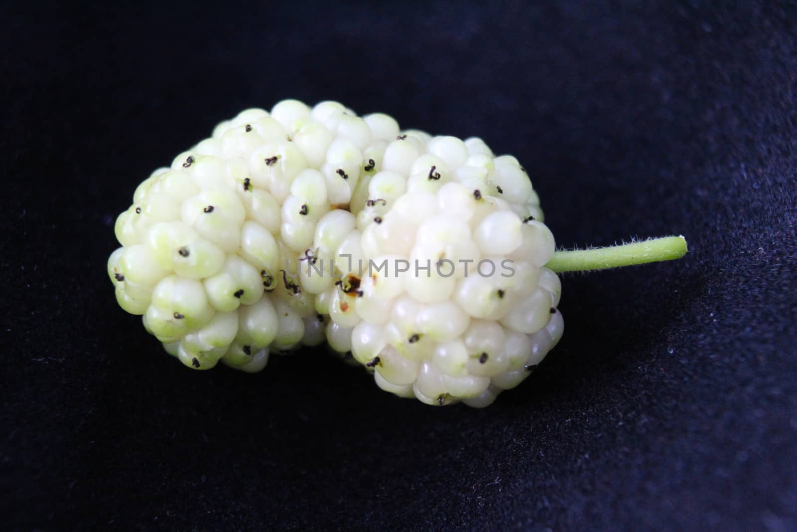 Macro of white mulberry fruit with details. Morus alba, white mulberry. On a black canvas. by mahirrov