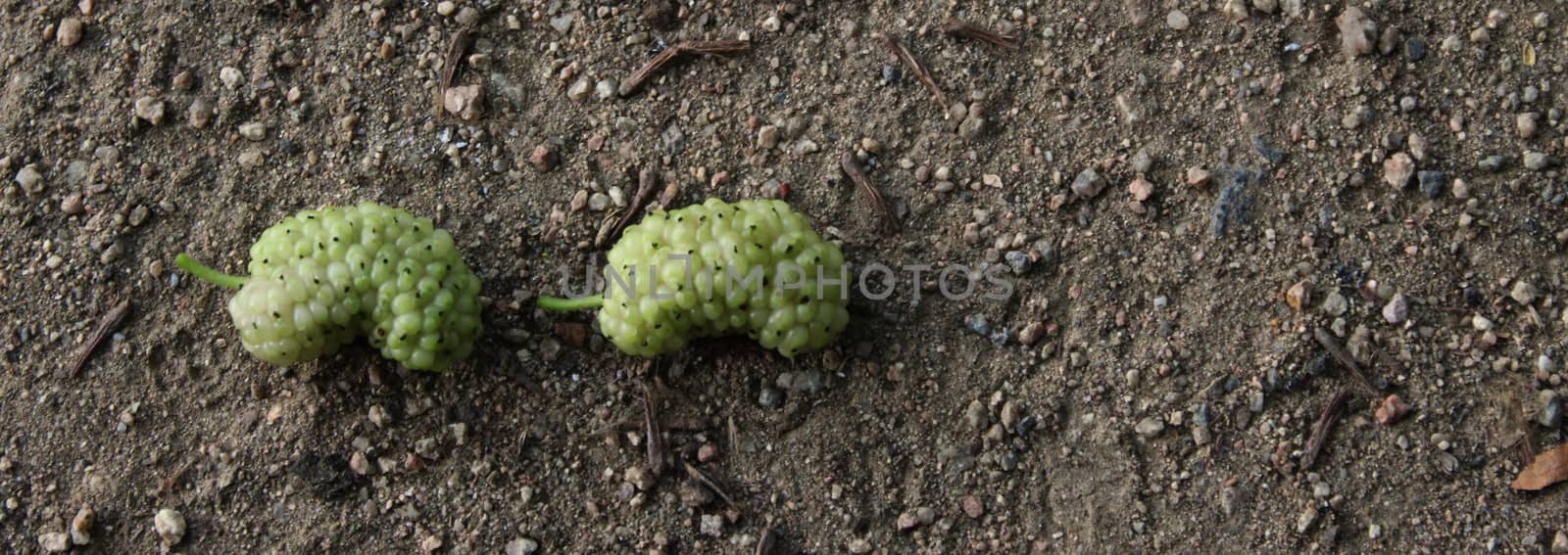 Banner. Two green unripe fruits of white mulberry on the ground. Morus alba, white mulberry.