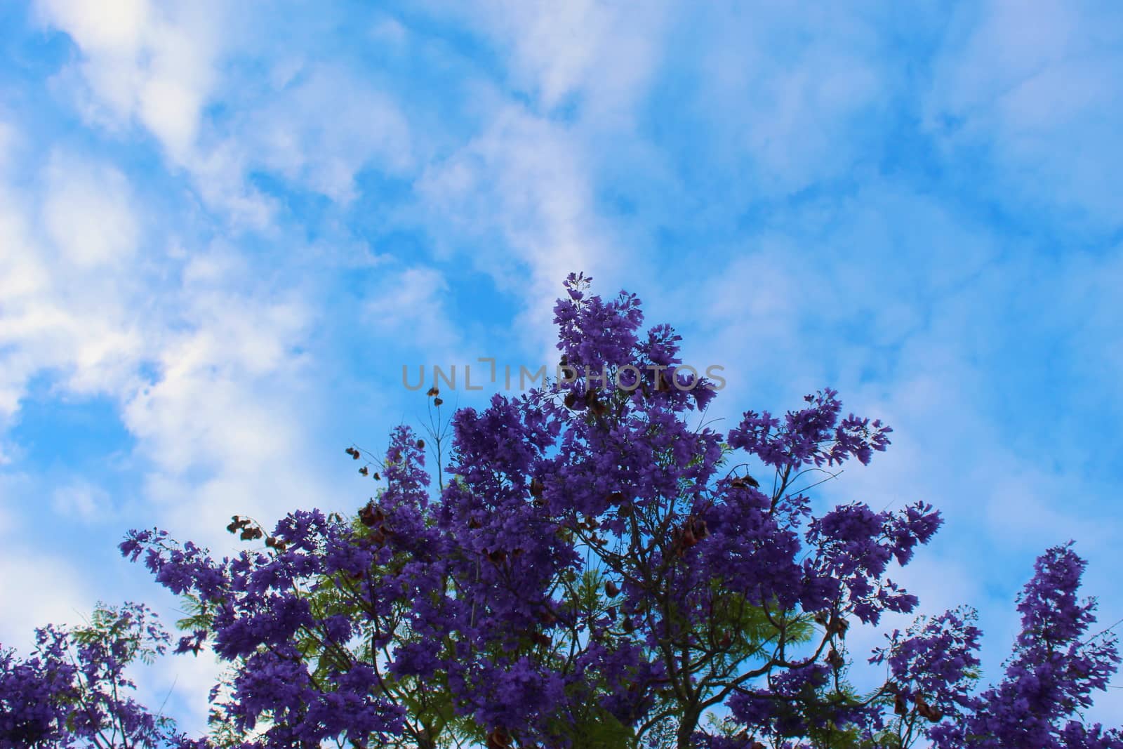 Jacaranda against blue sky with clouds, perfect composition of colors. by mahirrov
