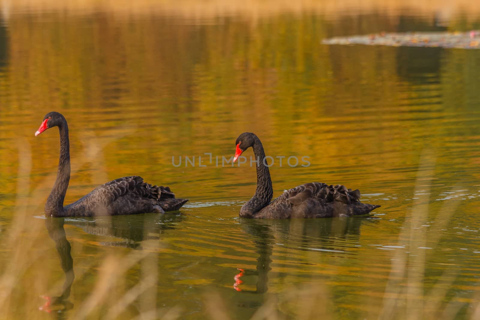 a rare exemplary of black swan exsisting in Italy by moorea
