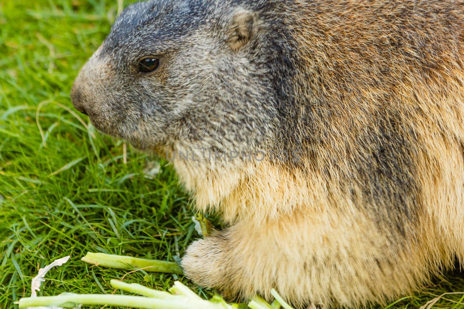 a marmot is eating quiet in a meadow