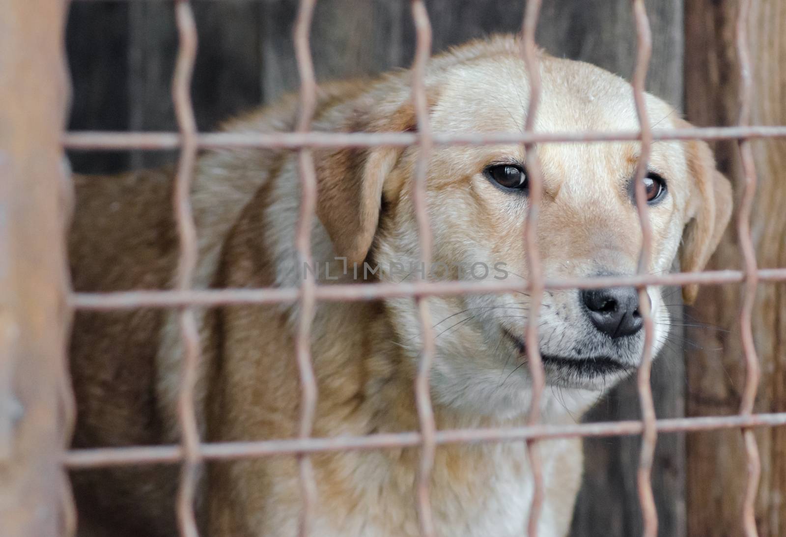 outbred dog in a cage looking at the camera close up portrait