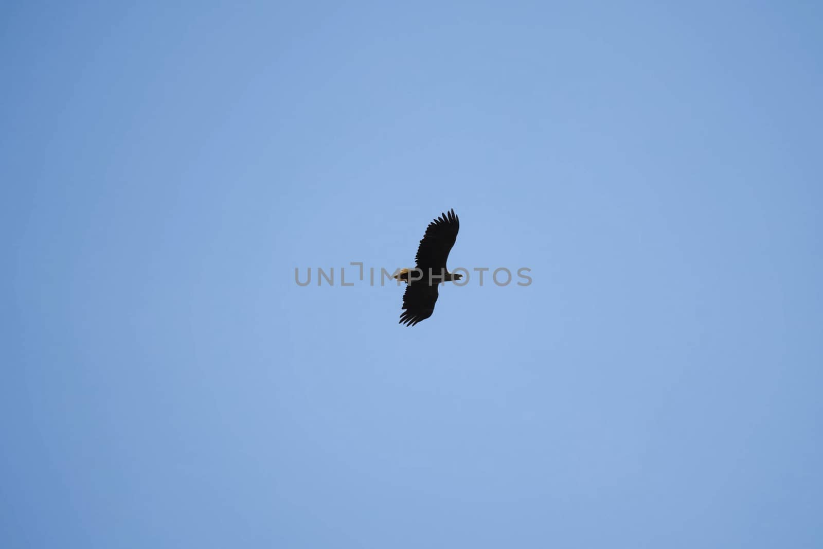 Eagle soars in blue sky. Flight of an eagle in the sky. by DePo
