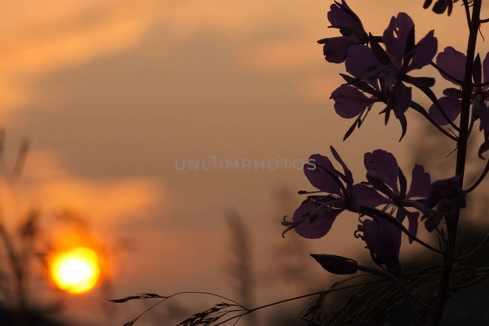 Evening sunset against the background of flowers in the clearing. The sky is at sunset.