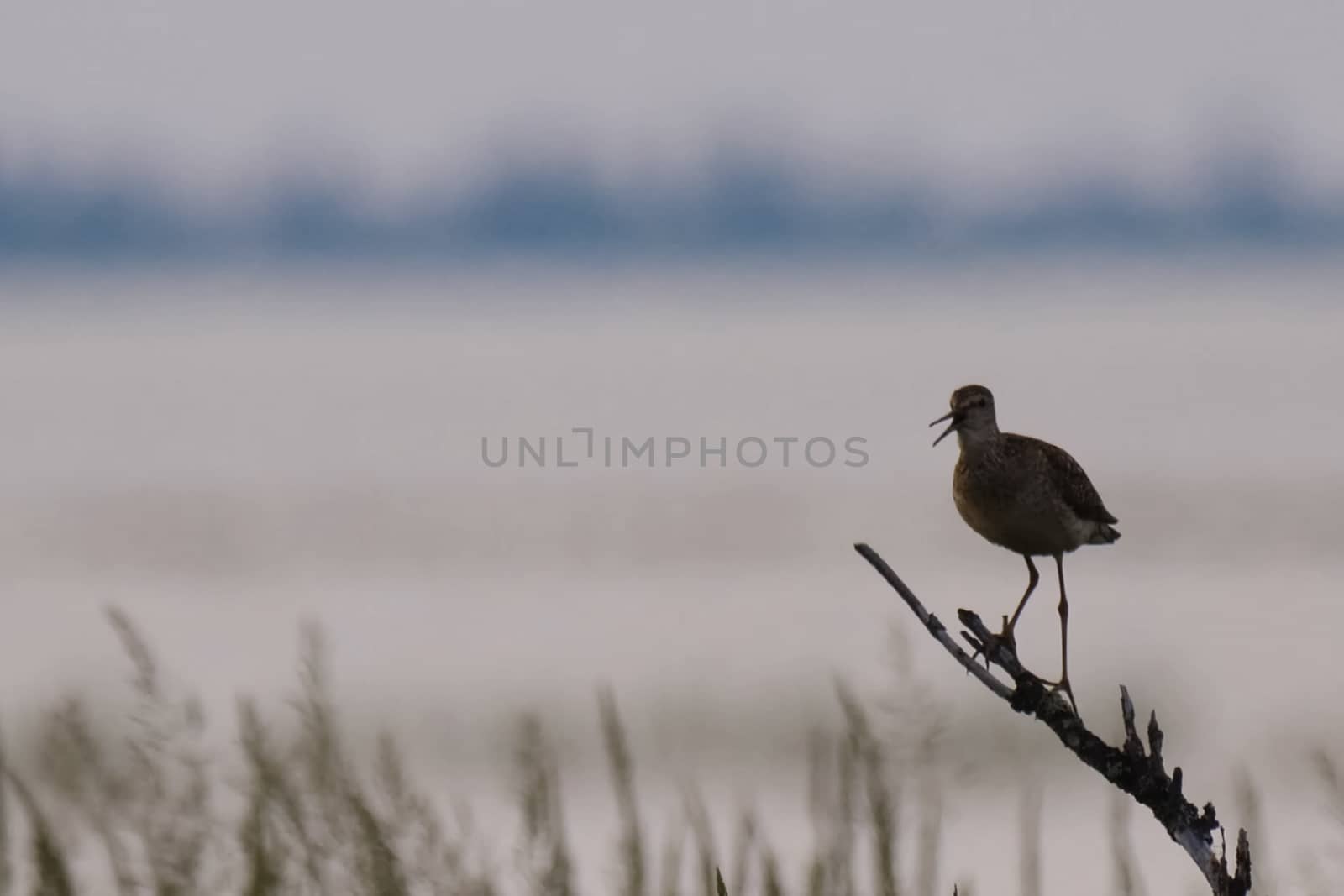 Kulik sits on dry tree branch above the swamp and screams. by DePo