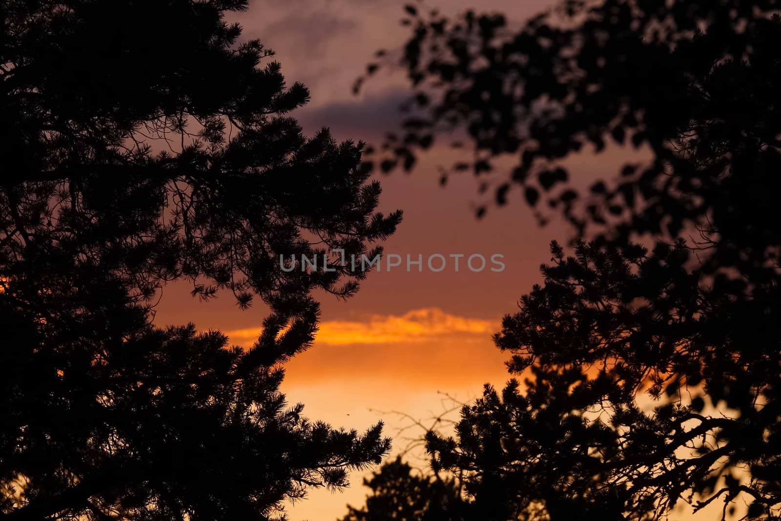 Orange sky at sunset through the branches of pines. The sky through the branches of needles.