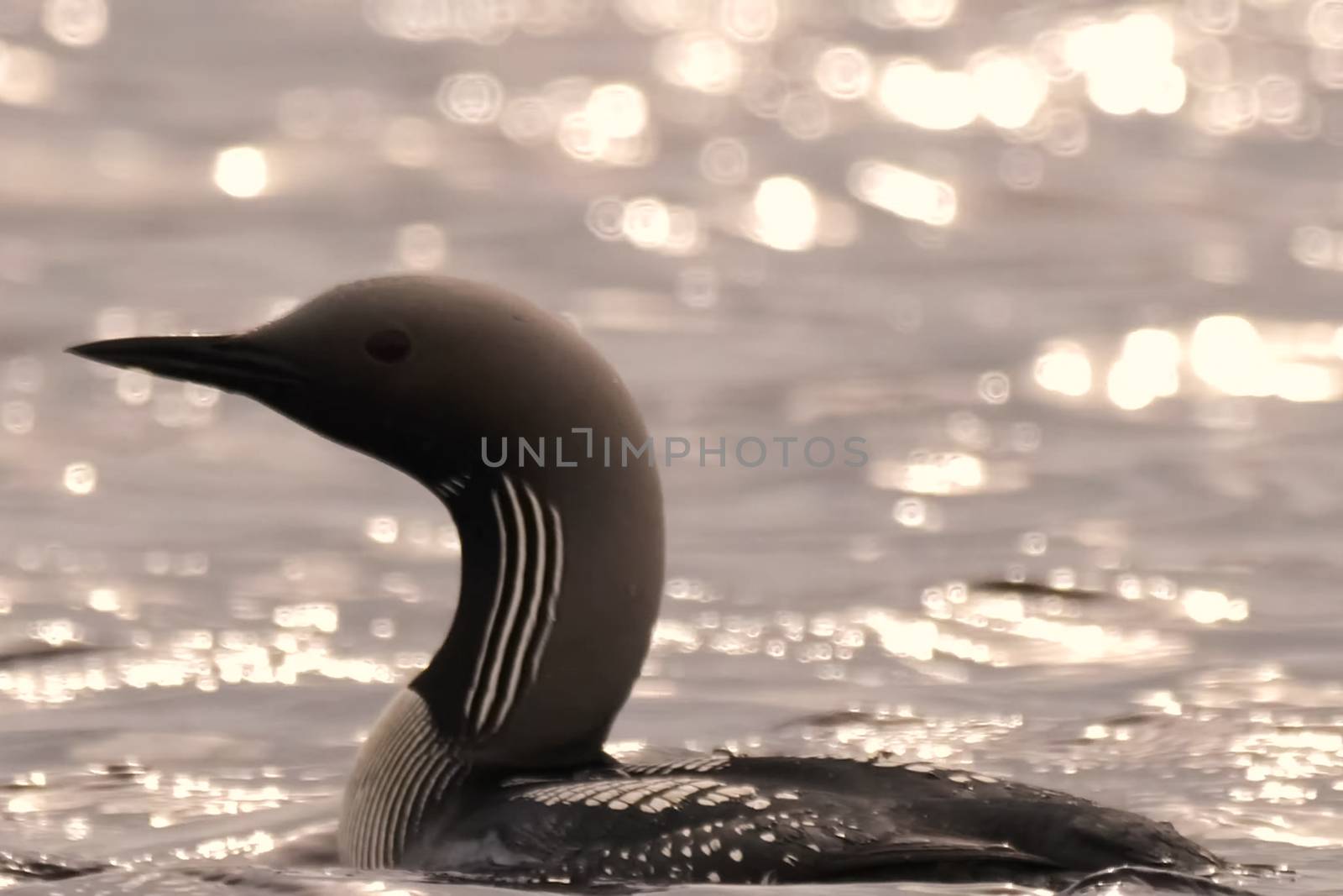 Seabird on the surface of water at sunset. by DePo