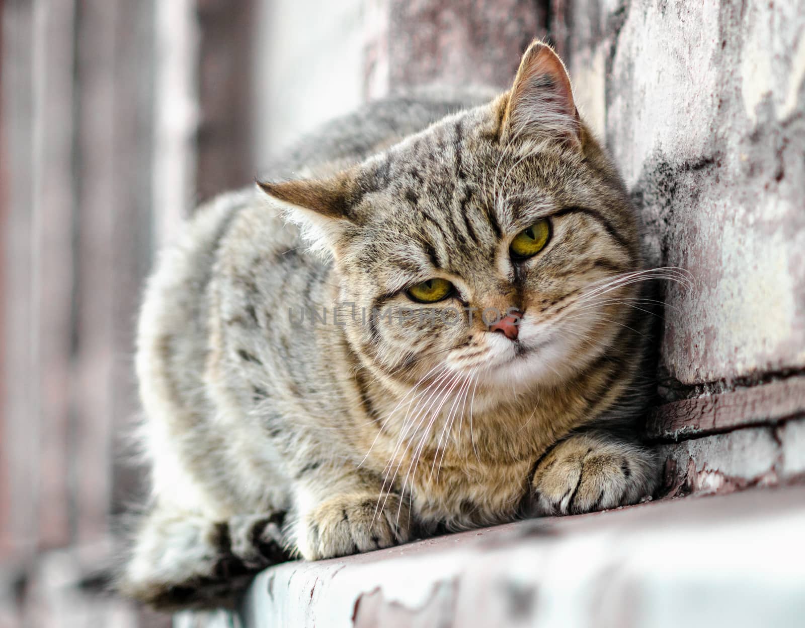 street cat sits on the windowsill of an old brick house and watches close up